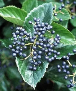 Chicago Lustre Viburnum Live Plant – Quart Pot – 10-16