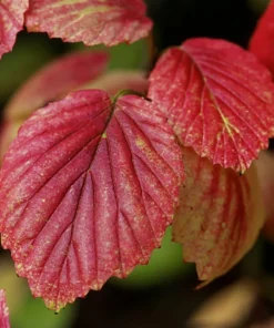 Chicago Lustre Viburnum Live Plant – Quart Pot – 10-16