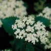 Chicago Lustre Viburnum Live Plant – Quart Pot – 10-16" Tall – Outdoor Shrub - Image 1