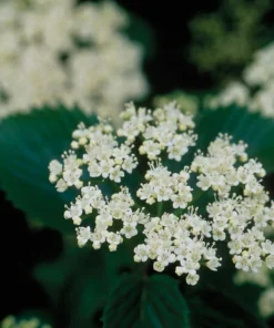 Chicago Lustre Viburnum Live Plant – Quart Pot – 10-16" Tall – Outdoor Shrub - Image 1