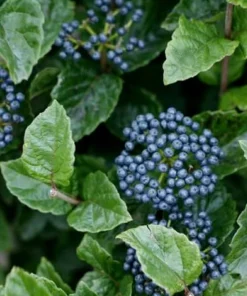 Chicago Lustre Viburnum Live Plant – Quart Pot – 10-16