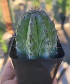 Chichipe Cactus Live Plant - Polaskia chichipe - 2.5in or 4in Pot - Full Sun - Image 2