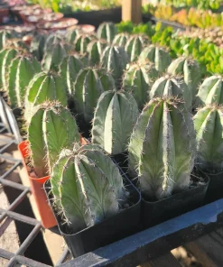 Chichipe Cactus Live Plant - Polaskia chichipe - 2.5in or 4in Pot - Full Sun - Image 3