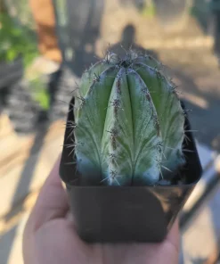 Chichipe Cactus Live Plant - Polaskia chichipe - 2.5in or 4in Pot - Full Sun - Image 4