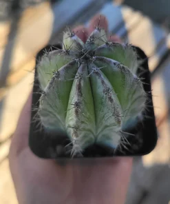 Chichipe Cactus Live Plant - Polaskia chichipe - 2.5in or 4in Pot - Full Sun - Image 5