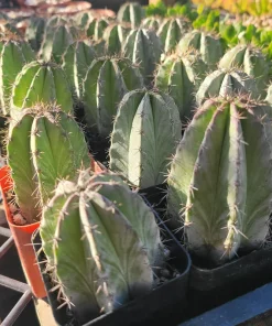 Chichipe Cactus Live Plant - Polaskia chichipe - 2.5in or 4in Pot - Full Sun - Image 6