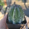 Chichipe Cactus Live Plant - Polaskia chichipe - 2.5in or 4in Pot - Full Sun - Image 1