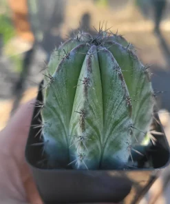 Chichipe Cactus Live Plant - Polaskia chichipe - 2.5in or 4in Pot - Full Sun - Image 1