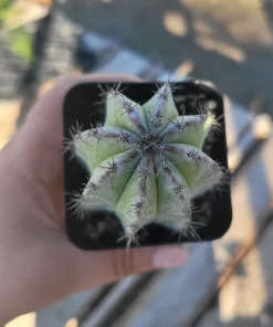 Chichipe Cactus Live Plant - Polaskia chichipe - 2.5in or 4in Pot - Full Sun - Image 7