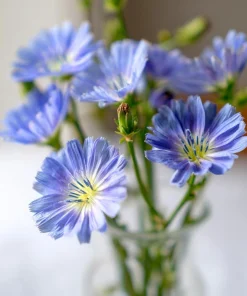 Chicory Seeds – 200 Seeds – Bright Blue Blooms & Edible Leaves – Pollinator Friendly - Image 2