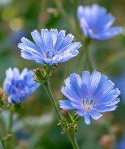 Chicory Seeds – 200 Seeds – Bright Blue Blooms & Edible Leaves – Pollinator Friendly - Image 3