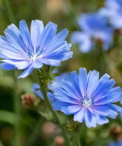 Chicory Seeds – 200 Seeds – Bright Blue Blooms & Edible Leaves – Pollinator Friendly - Image 4