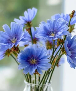 Chicory Seeds – 200 Seeds – Bright Blue Blooms & Edible Leaves – Pollinator Friendly - Image 5