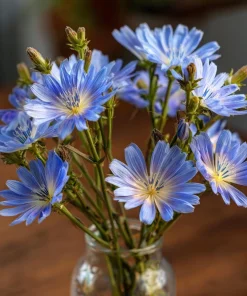 Chicory Seeds – 200 Seeds – Bright Blue Blooms & Edible Leaves – Pollinator Friendly - Image 6