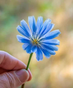 Chicory Seeds – 200 Seeds – Bright Blue Blooms & Edible Leaves – Pollinator Friendly - Image 7