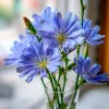 Chicory Seeds – 200 Seeds – Bright Blue Blooms & Edible Leaves – Pollinator Friendly - Image 1