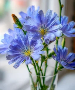 Chicory Seeds – 200 Seeds – Bright Blue Blooms & Edible Leaves – Pollinator Friendly - Image 1