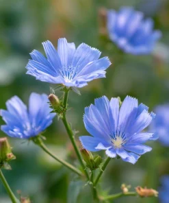 Chicory Seeds – 200 Seeds – Bright Blue Blooms & Edible Leaves – Pollinator Friendly - Image 8
