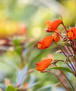 Chilean Glory Vine Seeds - 40 Eccremocarpus Scaber Seeds for Garden - Image 4