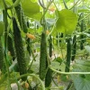 China Jade Cucumber Seeds - 25 Heirloom Seeds for Crisp, Sweet Cucumbers - Image 1