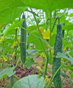 China Jade Cucumber Seeds - 25 Heirloom Seeds for Crisp, Sweet Cucumbers - Image 2