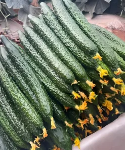 China Jade Cucumber Seeds - 25 Heirloom Seeds for Crisp, Sweet Cucumbers - Image 3
