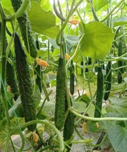 China Jade Cucumber Seeds - 25 Pack, Crisp Sweet Heirloom for Gardens - Image 1