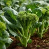 Chinese Broccoli Kailaan Seeds – 100 Seeds – Fast-Growing Vegetable for Stir-Fries & Salads - Image 1