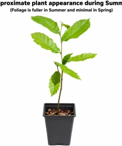 Chinese Chestnut Tree - 10-16" Tall Live Plant - Quart Pot - Fast-Growing Nut Tree - Image 2