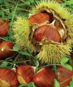 Chinese Chestnut Tree - 10-16