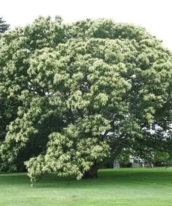 Chinese Chestnut Tree - 10-16