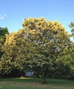 Chinese Chestnut Tree - 10-16