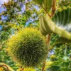 Chinese Chestnut Tree - 10-16" Tall Live Plant - Quart Pot - Fast-Growing Nut Tree - Image 1