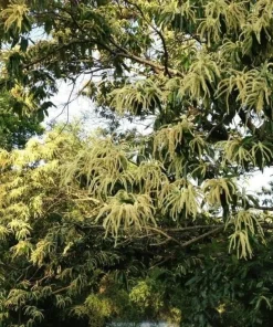 Chinese Chestnut Tree - 10-16