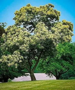 Chinese Chestnut Tree - 10-16