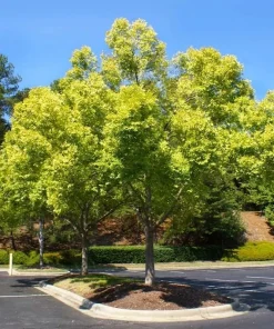 Chinese Elm Tree Live Plant - 10-16
