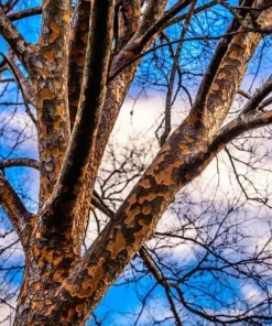 Chinese Elm Tree Live Plant - 10-16