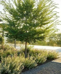 Chinese Elm Tree Live Plant - 10-16