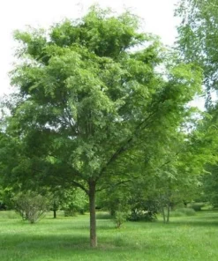 Chinese Elm Tree Live Plant - 10-16