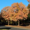 Chinese Elm Tree Live Plant - 10-16" Tall - Quart Pot - Ulmus parvifolia - Image 1