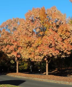 Chinese Elm Tree Live Plant - 10-16" Tall - Quart Pot - Ulmus parvifolia - Image 1