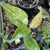 Chinese Evergreen Live Plant – Aglaonema Air Purifying Houseplant – Indoor Foliage - Image 1