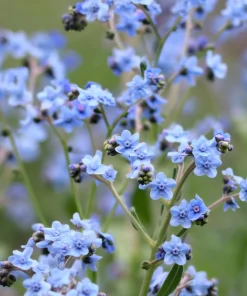 Chinese Forget Me Not Seeds - 100 Sky-Blue Annual Flower Seeds - Image 2