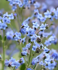 Chinese Forget Me Not Seeds - 100 Sky-Blue Annual Flower Seeds - Image 3