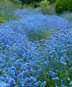 Chinese Forget Me Not Seeds - 100 Sky-Blue Annual Flower Seeds - Image 4