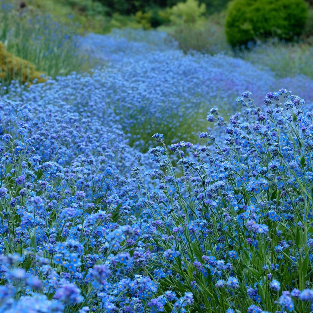 Chinese Forget Me Not Seeds - 100 Sky-Blue Annual Flower Seeds - Image 4