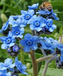 Chinese Forget Me Not Seeds - 100 Sky-Blue Annual Flower Seeds - Image 1