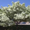 Chinese Fringe Tree Live Plant (Chionanthus retusus) White Flowering Ornamental, 6-12" Tall, 1 Gallon, Outdoor - Image 1