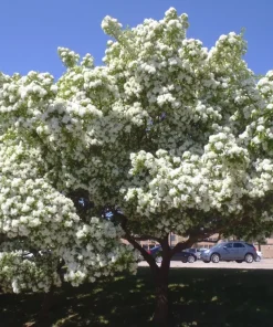 Chinese Fringe Tree Live Plant (Chionanthus retusus) White Flowering Ornamental, 6-12" Tall, 1 Gallon, Outdoor - Image 1