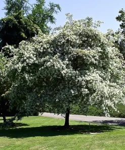 Chinese Fringe Tree Live Plant (Chionanthus retusus) White Flowering Ornamental, 6-12" Tall, 1 Gallon, Outdoor - Image 2
